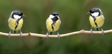 Birds Learn From Each Others ‘disgust Enabling Insects To Evolve