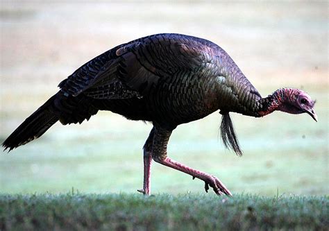 the state wants to count the wild turkeys and hunters can help