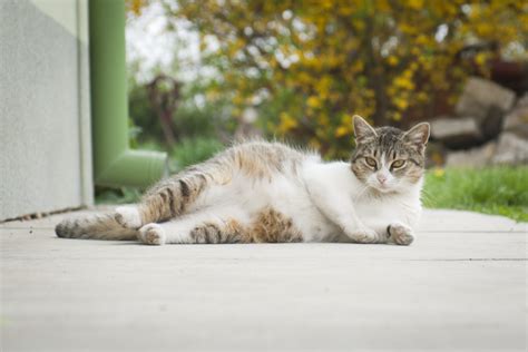 How To Tell If A Stray Cat Is Pregnant