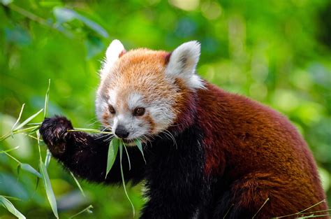 Fileendangered Red Panda Wikimedia Commons