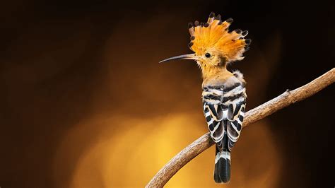 Hoopoe Animal Nature Bird Hd Wallpaper Pxfuel