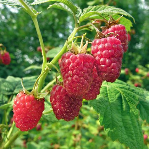 Lovepik provides 95000+ raspberry pictures photos in hd resolution that updates everyday, you can free download for both personal and commerical use. Heritage Raspberry - Hartmann's Plant Company | Retail Store