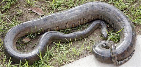 Anaconda Wikipedia