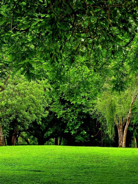 Free Download Green Forest Backgrounds 1920x1080 For Your Desktop