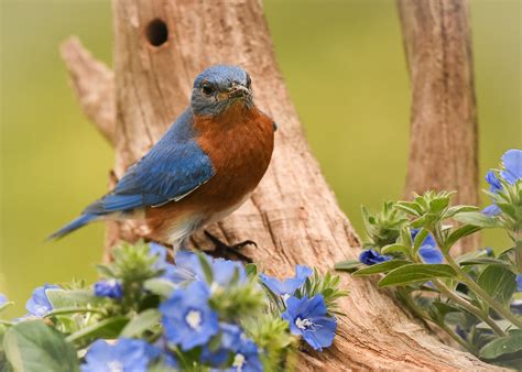 Male Eastern Bluebird In The Spring