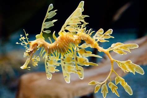 Sea Dragons Characteristics Habitats Types And More