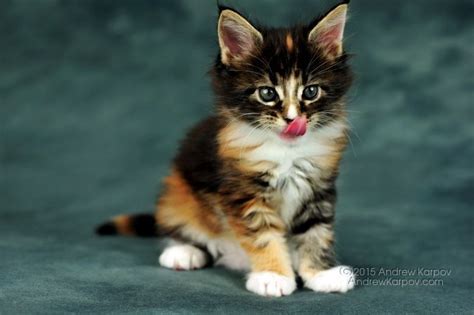 We did not find results for: Maine Coon Cats For Sale | Las Vegas, NV #263074 | Petzlover