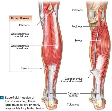 Diagram Of Upper Leg Muscles And Tendons Ruptured Tendon Read About