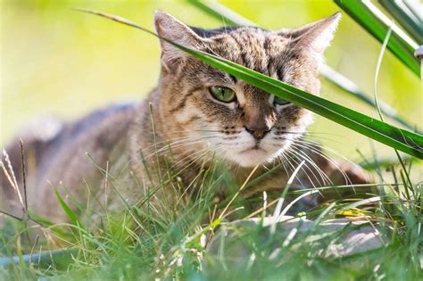 Nahaufnahme Der Hübschen Getigerten Katze Im Grünen Gras Puzzle Factory