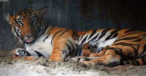 Wb Tigress Gives Birth To Three Cubs At Bengal Safari Park