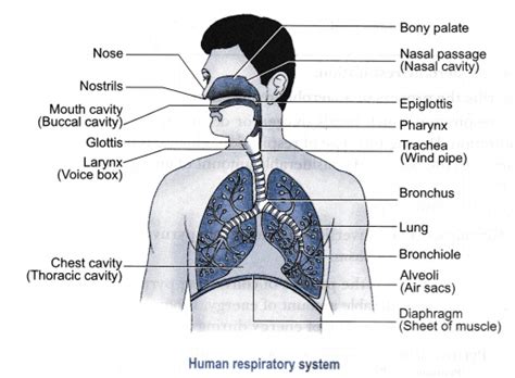 Download scientific diagram | schematic diagram of the normal liver. Explain process of breathing in man - Class 10 Science ...