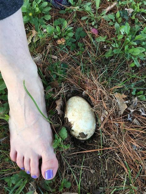 Egg Half Buried In Yard Whatisthisthing