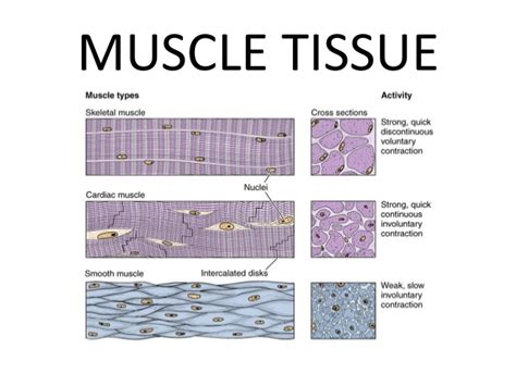 In muscle tissue, the bulk of the cytoplasmic volume unlike skeletal muscle fibres, cardiac muscle fibres branch and anastomose with one another. Muscle tissue 2