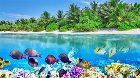 Tropical Island And The Underwater World In The Maldives