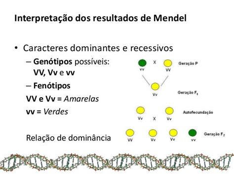 Genética Introdução E 1ª Lei De Mendel