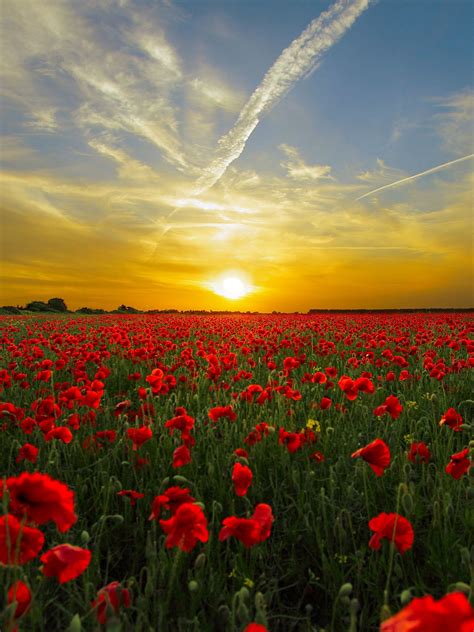 Red Poppy Field Wallpaper Iphone Android And Desktop Backgrounds