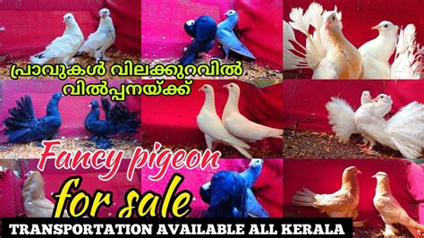 All Pigeon For Salepigeon Loft Keralapigeon Farmpigeon Loft Visit