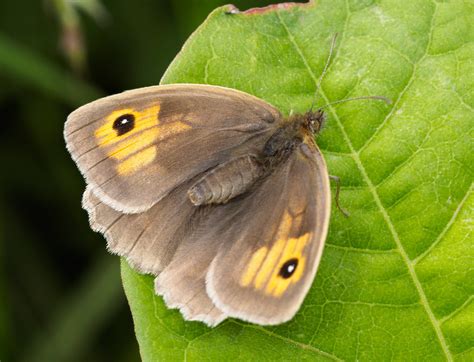 Medow Brown A Meadow Brown Butterfly Alf Branch Flickr