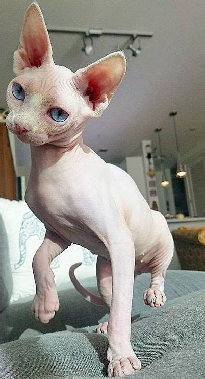 Sphynx Kitty Cute Hairless Cat Hairless Cat Beautiful Cats