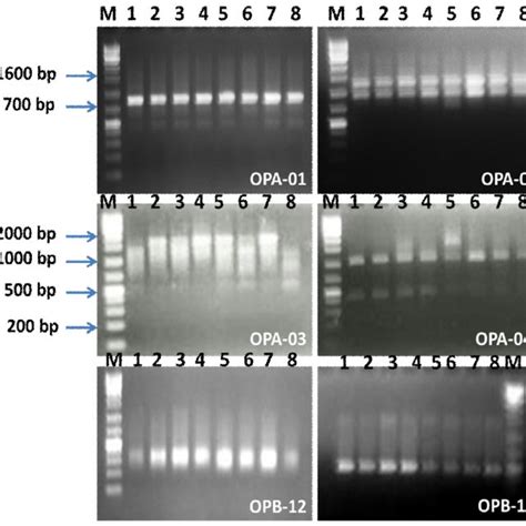 Random Amplified Polymorphic Dna Pattern Obtained By Amplification Of