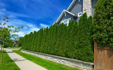 The process requires that you disconnect the wiring of light. Block out neighbors with a living privacy wall! Shop our ...