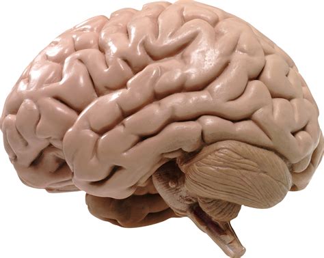 Collection Of Brain Png Pluspng Images