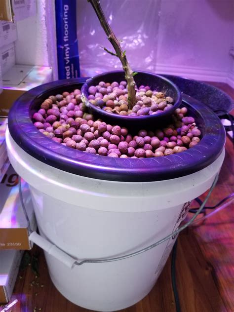 5 Gallon Diy Hydroponics For Cannabis Tomatoes Peppers Cucumbers And