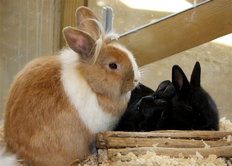 Bunny Rabbits Free Stock Photo Public Domain Pictures