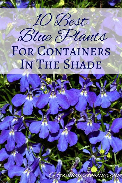 Make it colorful and dramatic instead with these picks for the best flowering shade plants. Shade Container Plants: 10 of the Best Blue Annuals For ...