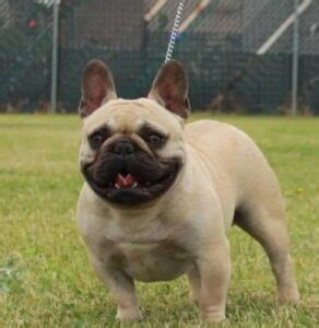 A responsible trustworthy breeder breeds healthy & happy pups. 5 Best French Bulldog Breeders In Delaware! (Reviews ...