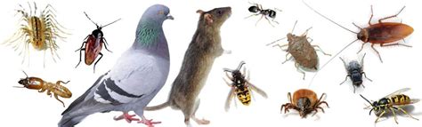 In homes, these pests are commonly found in food stores and cupboards where they surround the stored food, rendering it nearly or fully. Residential Pest Control Services | Dirks Pest Management