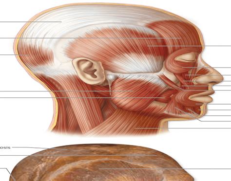 Lateral Facial Muscles
