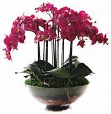 Orchid Flower Arrangement Ideas Images