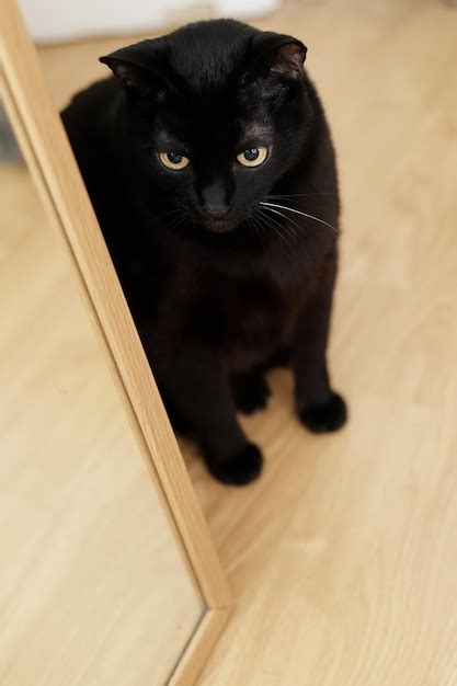 Gato Negro Con Bigote Blanco En La Casa Foto Premium