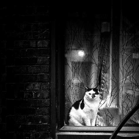 Cat In A Window Cat Staring Out Into A Lonely Backalley Jerome