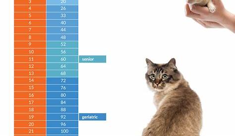 How Old is Your Cat in People Years? | Academy Pet Hospital
