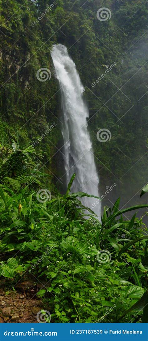 Waterfall In The Middle Of Greenery In The Forest Stock Image Image