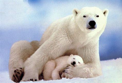 Shh Babies Sleeping Baby Polar Bears Cute Polar Bear Polar Bear