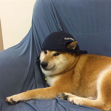 You can see more of her hilarious creations over on tumblr. Meet Balltze, The 9-Year-Old Shiba Inu Who Is Behind The ...