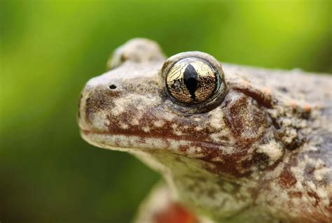 O Sapo Parteiro Um Habitante Do Sudoeste Da Europa E Dos Alpes