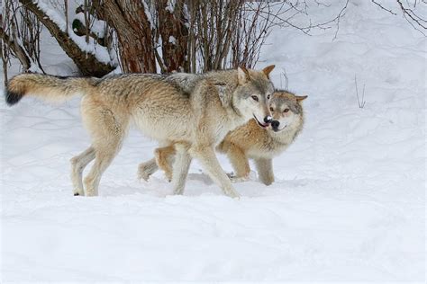 Prowling Wolves Photograph By Steve Mckinzie Fine Art America