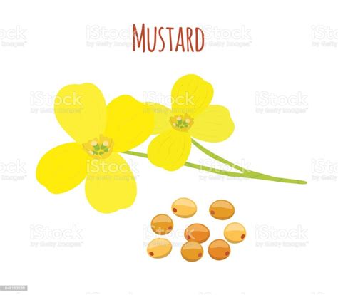 Mustard Flower Seeds Organic Condiment Cartoon Flat Style Vector