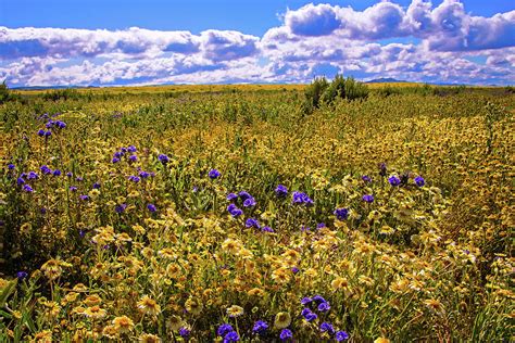 Wildflowers Of The Carrizo Plain Superbloom 2017 Photograph By Lynn