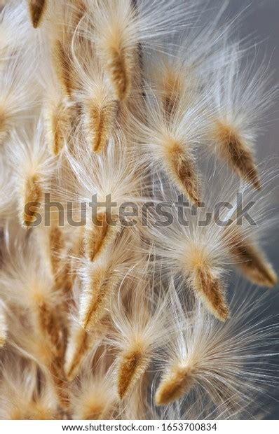 Nerium Oleander Seeds End Winter This Stock Photo 1653700834 Shutterstock