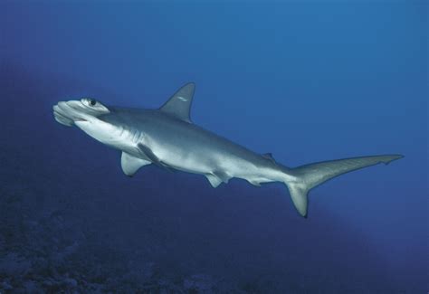 Hammerhead Shark Double Whammy Confusion On Identity Of Shark Species