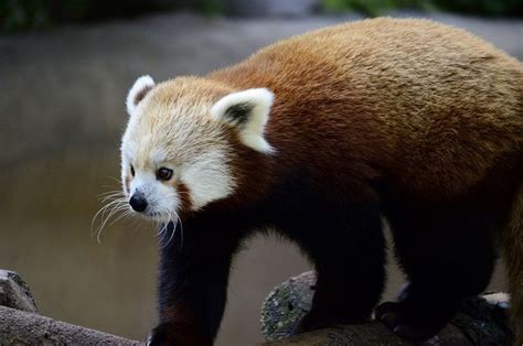 San Diego Zoosafari Park Red Panda Cutest Animals On Earth Panda