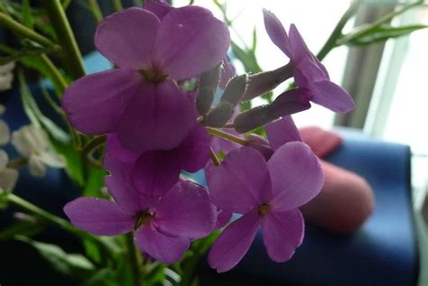 Small Purple 4 Petal Flowers Ive Seen Wild And In Yards Flowers Forums