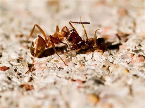 White Ants Tiny White Ants