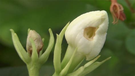 Jasmine Cultivation In Natural Farming Methoddoaganddigital Greenapril