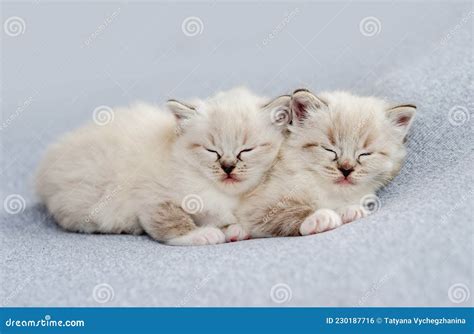 Ragdoll Kitten Photos Newborn Style Stock Photo Image Of Domestic